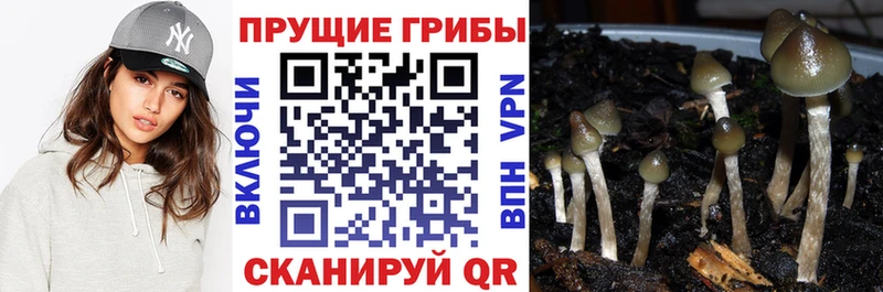 даркнет как зайти  Советск  Галлюциногенные грибы мицелий  купить  цена 